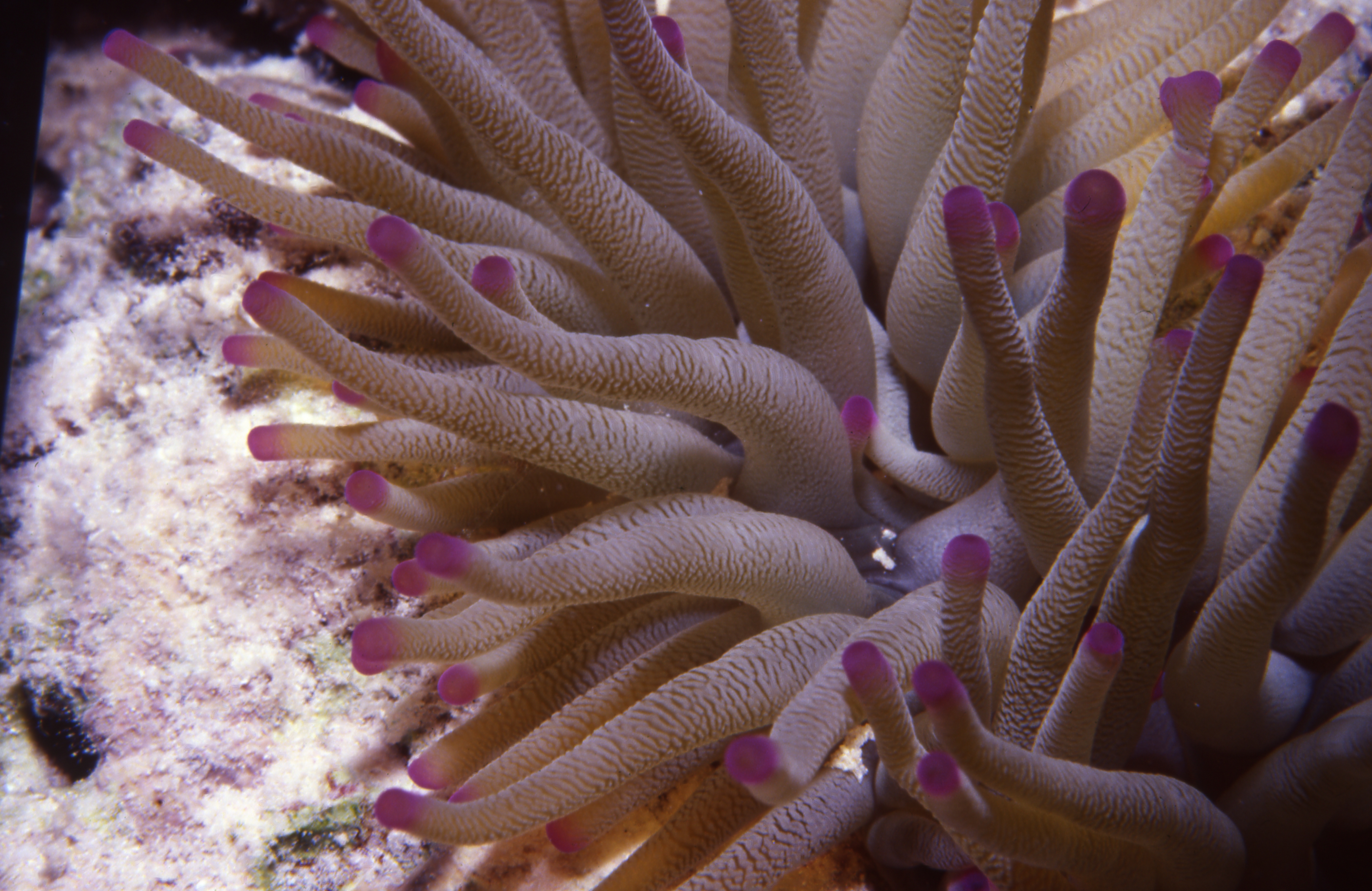 Bonaire 94   Pink And Purple Anemone